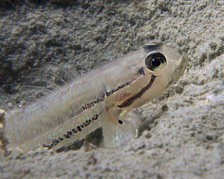 Image of Arenigobius