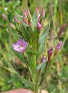 Image of Epilobium glaucum Phil.