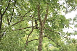 Image of Rufous Treepie