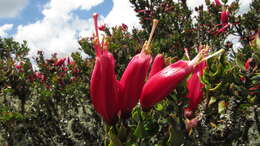 Image of Bejaria mathewsii Field. & Gardn.