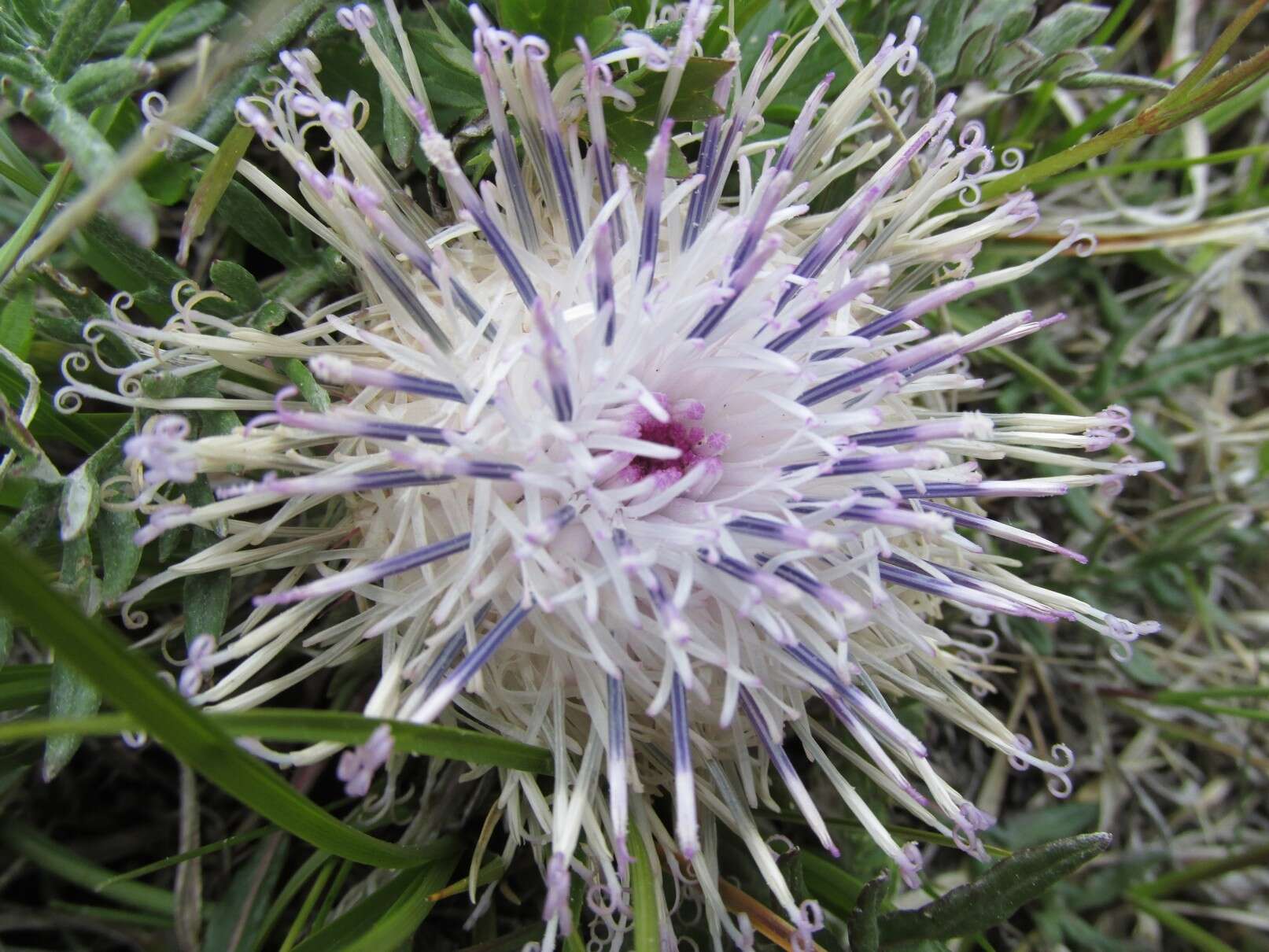 Image of Jurinea moschus subsp. pinnatisecta (Boiss.) Greuter