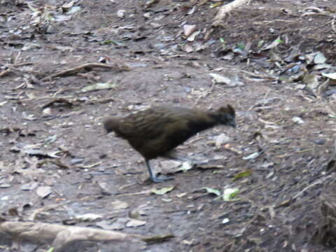 Image of Black-breasted Wood Quail