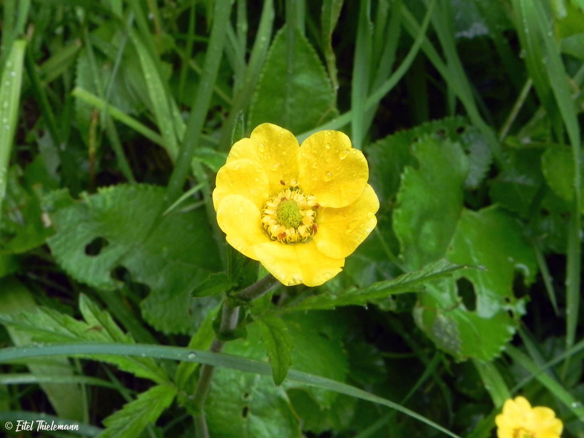 Image of Geum magellanicum Comm. ex Pers.