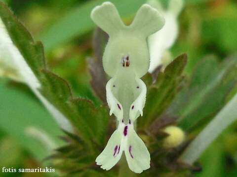 Image of Lamium bifidum subsp. bifidum