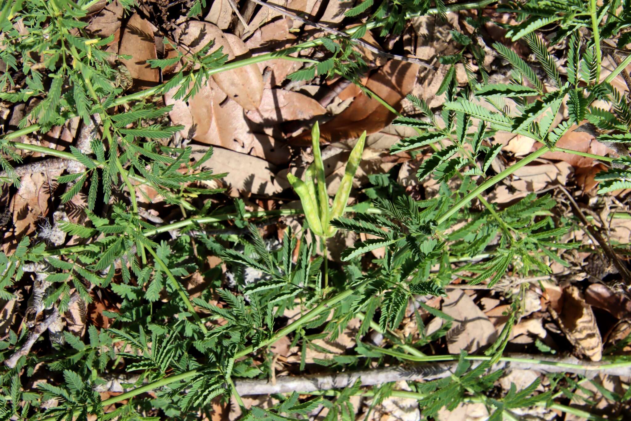 Desmanthus velutinus Scheele resmi