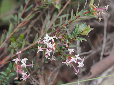 Image of Pimelea alpina F. Müll. ex Meissn.