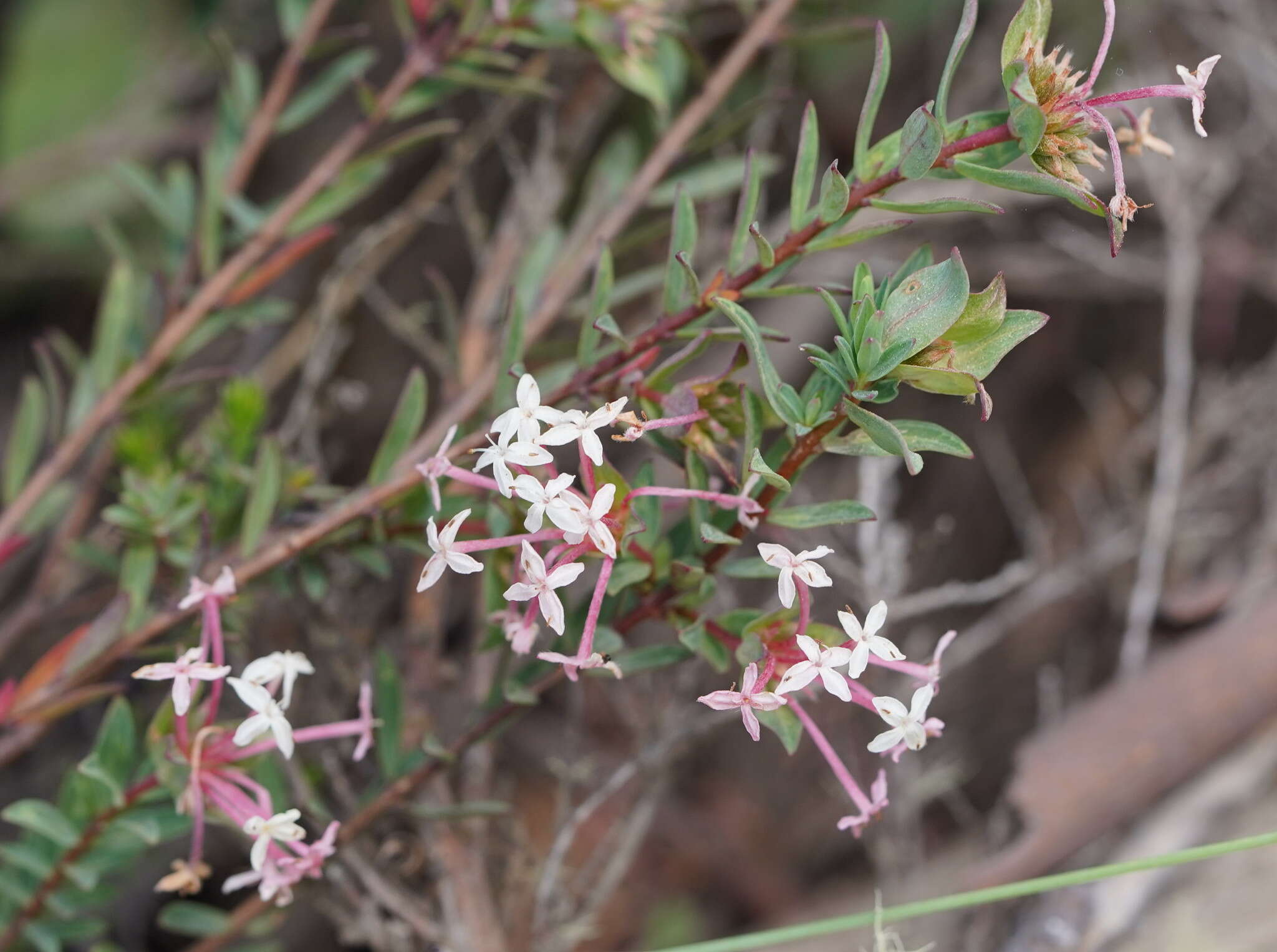 صورة Pimelea alpina F. Müll. ex Meissn.