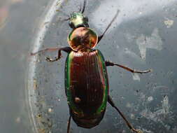 Image of Agonum (Olisares) cupripenne (Say 1823)