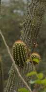 Imagem de Browningia microsperma (Werderm. & Backeb.) W. T. Marshall