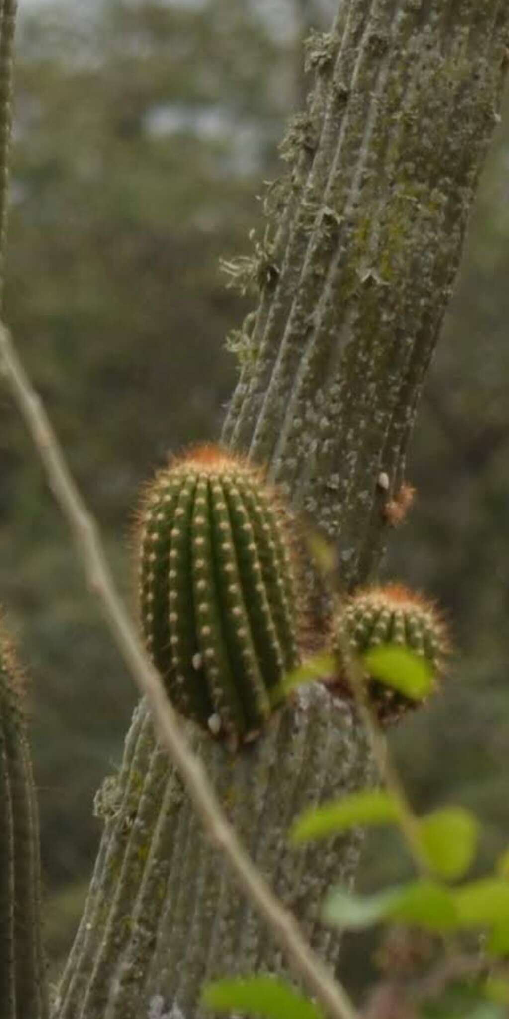 Imagem de Browningia microsperma (Werderm. & Backeb.) W. T. Marshall