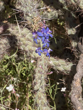 Delphinium scaposum Greene的圖片