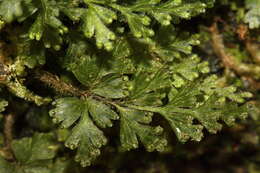 Plancia ëd Hymenophyllum rufescens Kirk