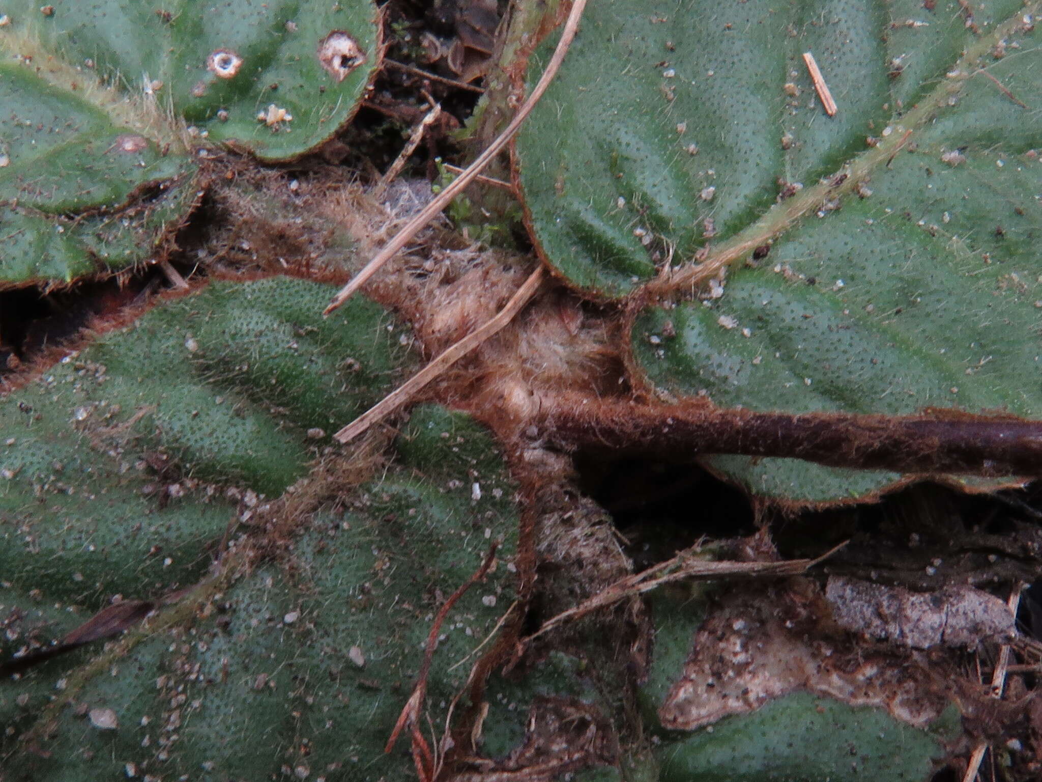 Image of Piloselloides cordata (Thunb.) C. Jeffrey