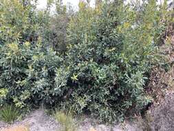 Image of Oak-leaved Banksia