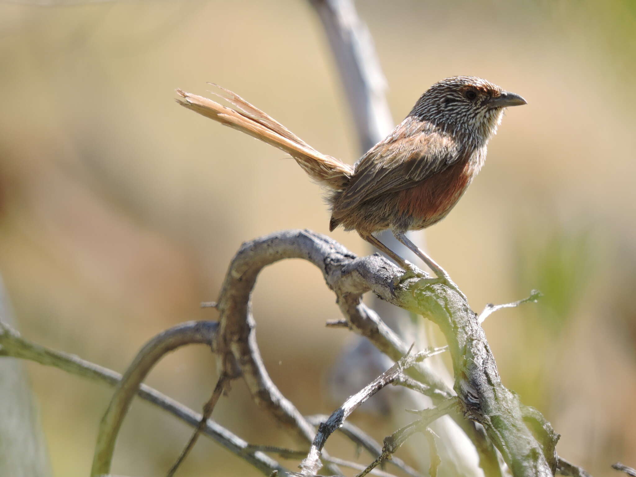 Image of Kalkadoon Grasswren