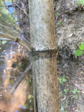 Image of Japanese timber bamboo