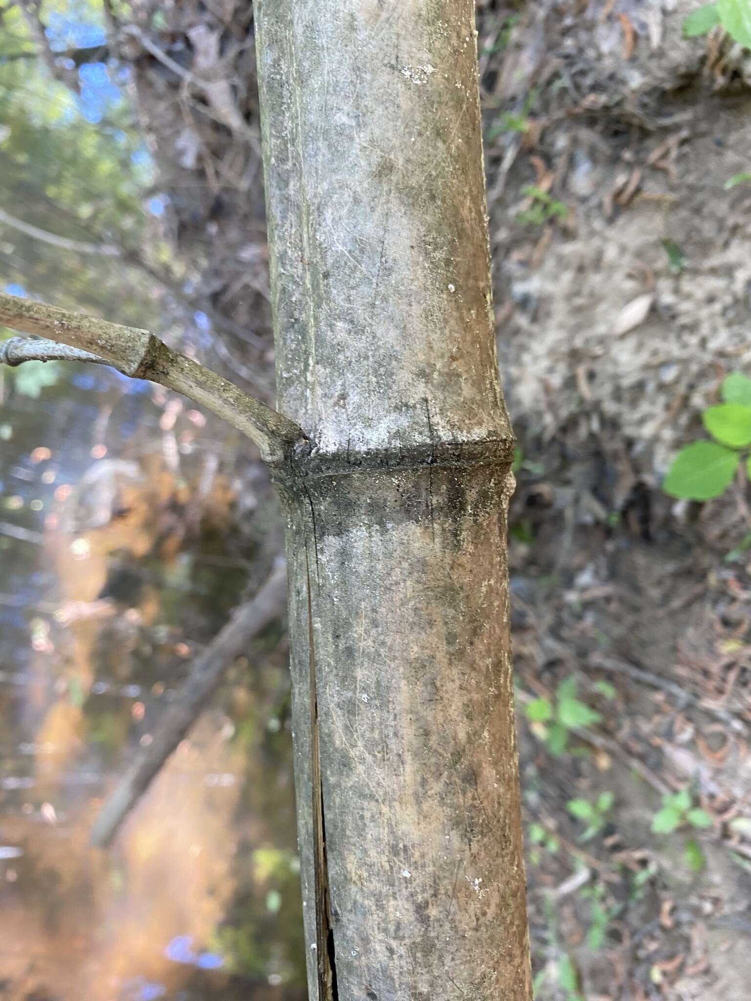 Plancia ëd Phyllostachys reticulata (Rupr.) K. Koch