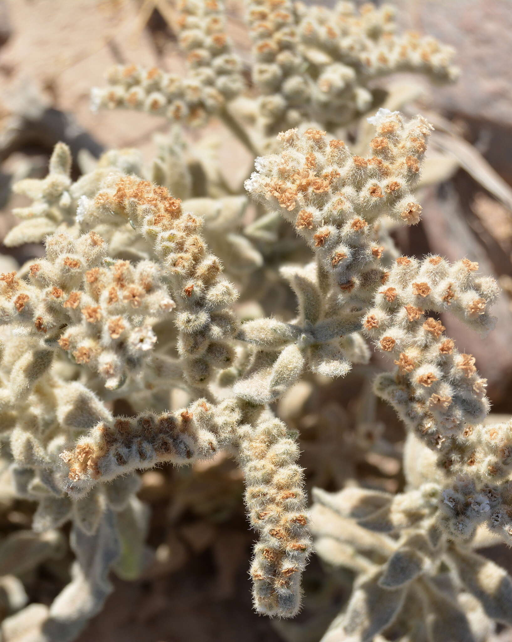 Image of Heliotropium tubulosum E. Mey. ex DC.