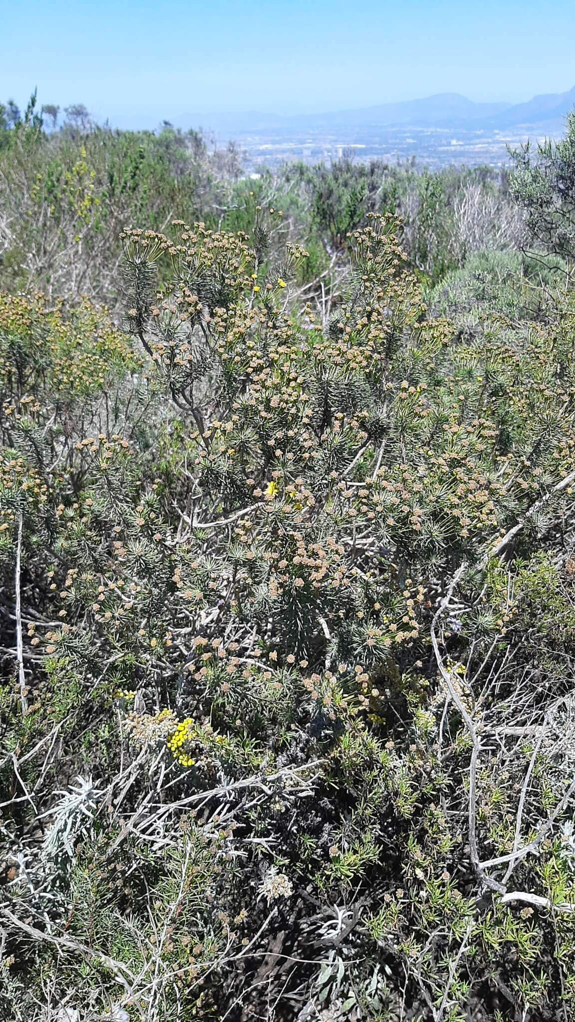 Euryops linifolius (L.) DC. resmi