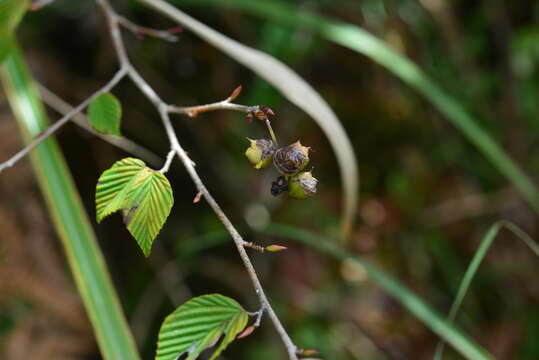 Image of winter hazel