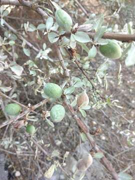 Plancia ëd Prunus argentea (Lam.) Rehd.