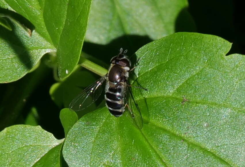 Image of Betasyrphus serarius (Wiedemann 1830)