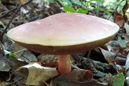 Image of Boletus carminiporus Bessette, Both & Dunaway 1998