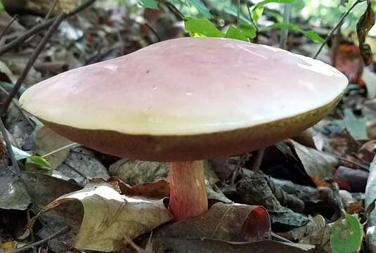 Image of Boletus carminiporus Bessette, Both & Dunaway 1998