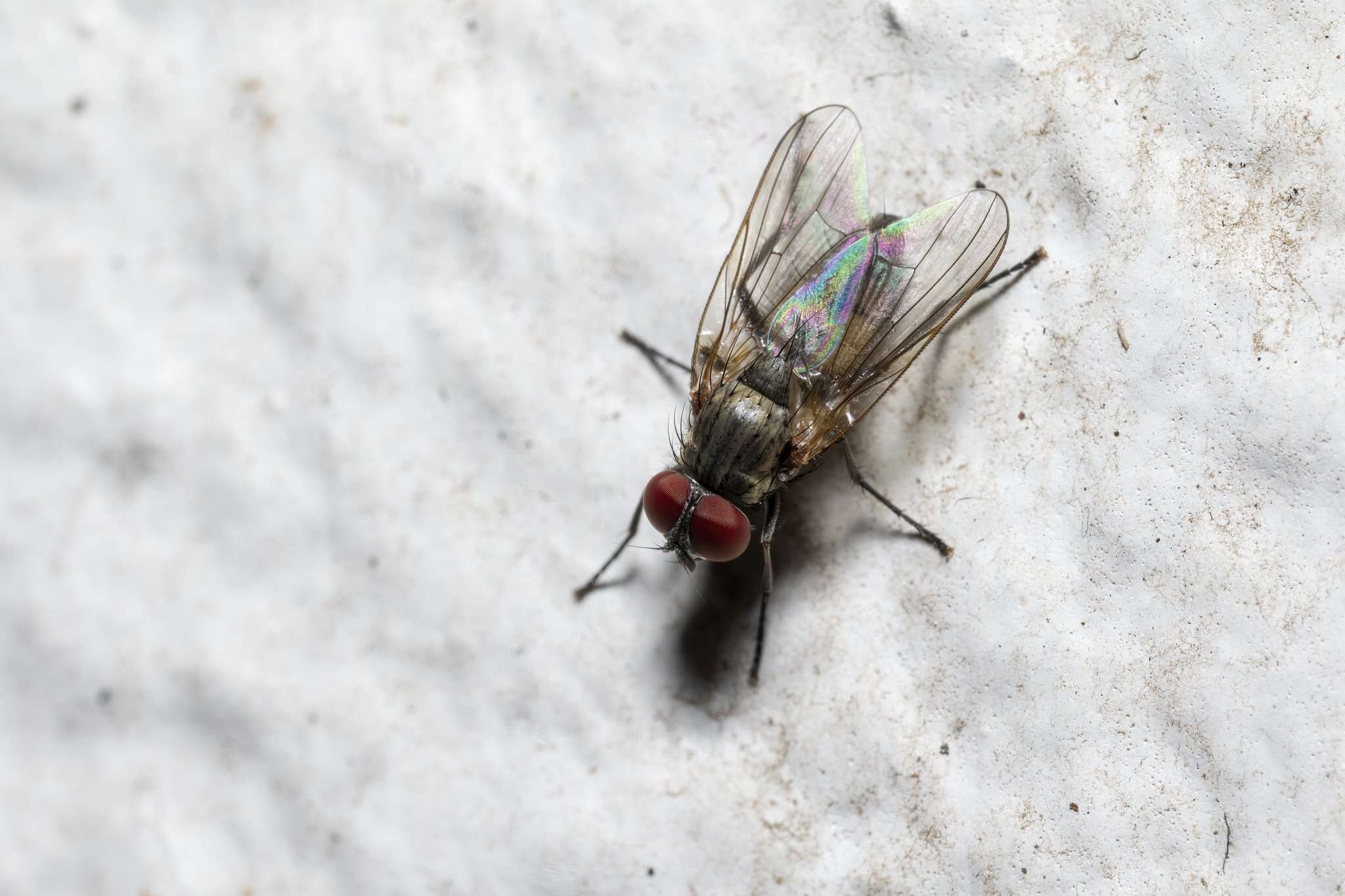 Image of Little House Fly