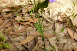 Image of Dampiera stricta (Smith) R. Br.