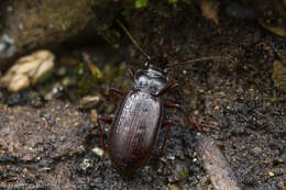 Image of <i>Nebria intermedia</i>