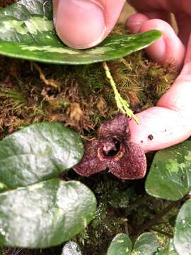 Image of Asarum taipingshanianum S. F. Huang, T. H. Hsieh & T. C. Huang