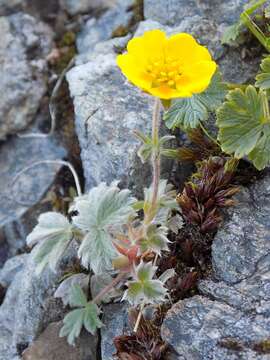 Image of Potentilla villosula B. A. Jurtzev