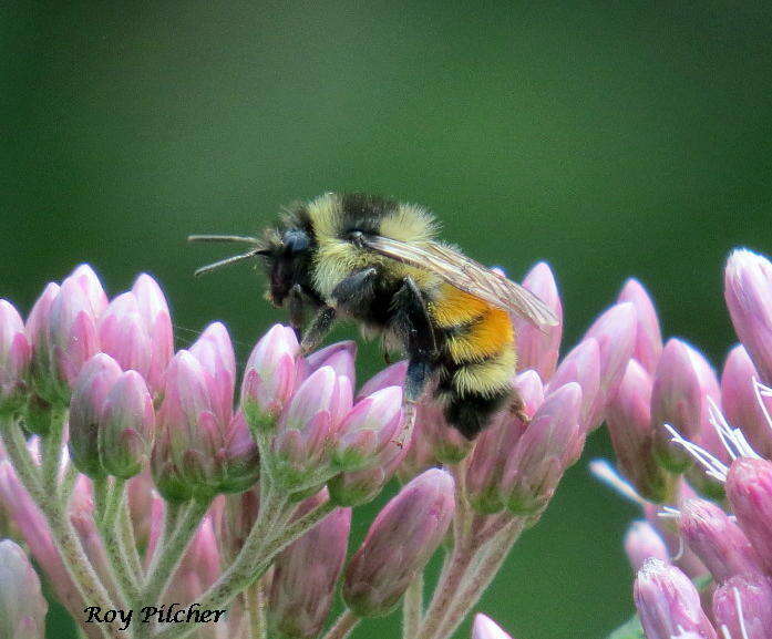 Image of Tricolored Bumble Bee