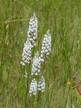 Image of Snowy orchid