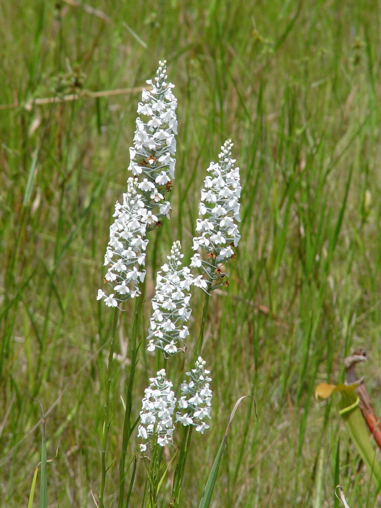 Image de Platanthera nivea (Nutt.) Luer