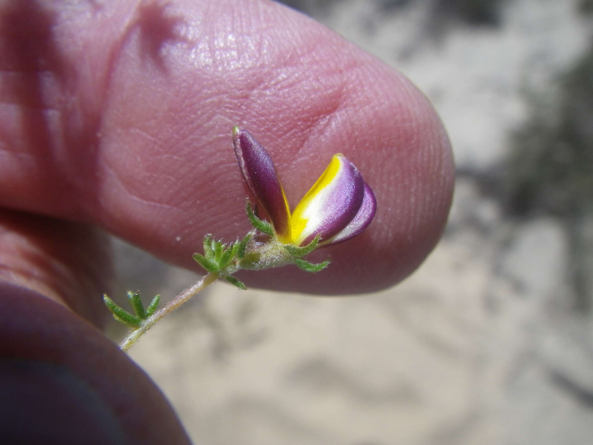 Слика од Aspalathus retroflexa subsp. bicolor (Eckl. & Zeyh.) R. Dahlgren