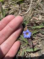 صورة <i>Gentiana loureiroi</i> (G. Don) Grisebach