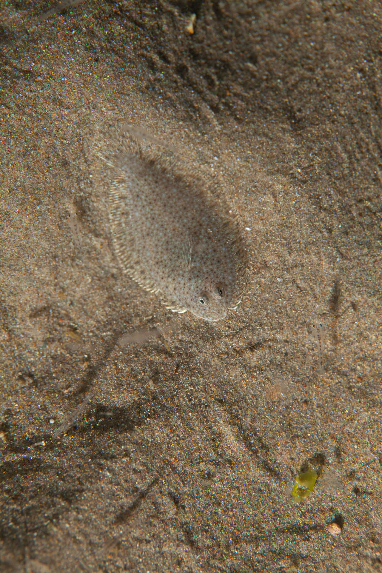 Image of Remo flounder