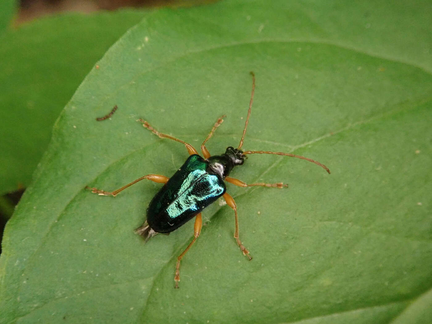 صورة Gaurotes cyanipennis (Say 1824)