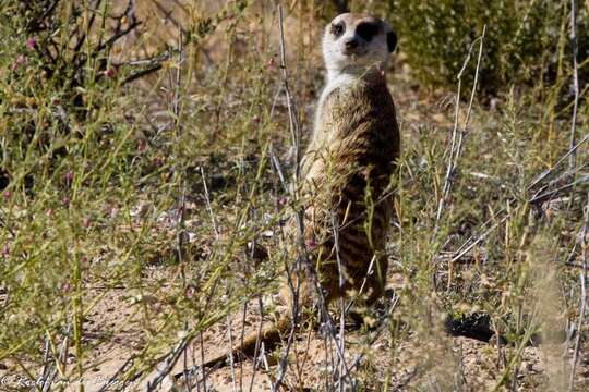 Image of Suricata suricatta suricatta (Schreber 1776)