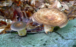 Image of Bresadolia craterella (Berk. & M. A. Curtis) Audet