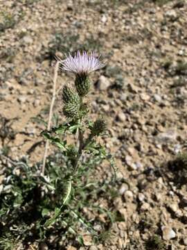 Sivun Cirsium pulcherrimum (Rydb.) K. Schum. kuva