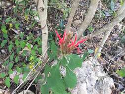 Image of Aphelandra scabra (Vahl) Sm.