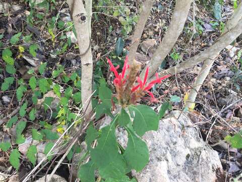 Image de Aphelandra scabra (Vahl) Sm.