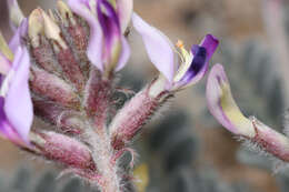 Sivun Astragalus tidestromii (Rydb.) Clokey kuva