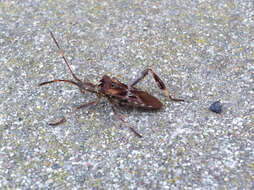 Image of Pine Seed Bug