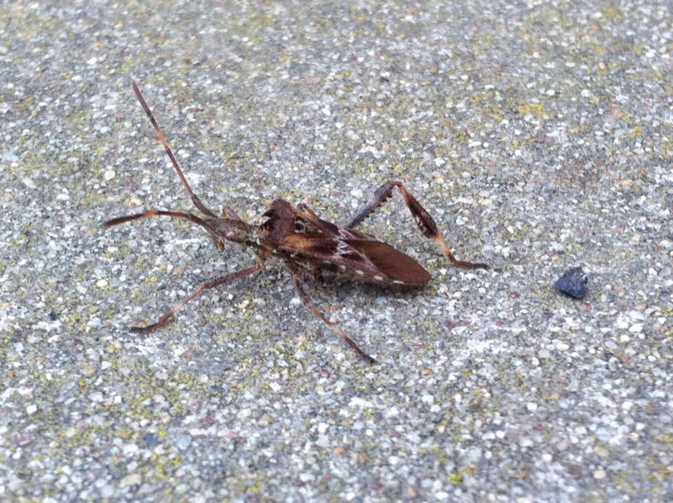 Image of Pine Seed Bug