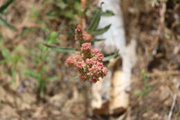 Rumex californicus Rech. fil. resmi