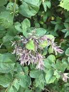 Image of Honeysuckle witches' broom aphid